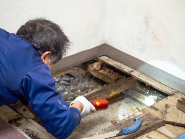 Best Office Mold Removal Services  in Sudden Valley, WA