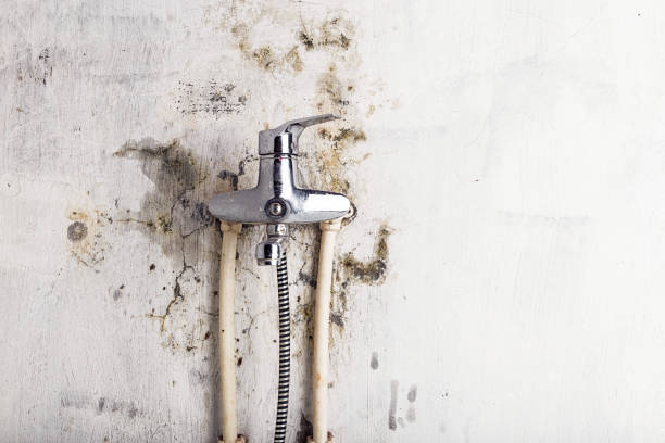Best Mold Remediation  in Sudden Valley, WA